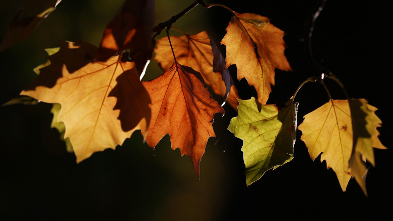 Autumn Colours Can Be Seen Throughout The UK