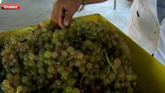 festival must struguri