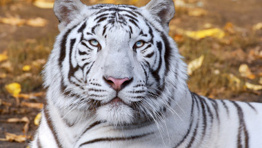 tigru alb