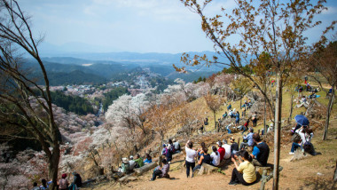 People Enjoy Cherry Blossoms In Japan