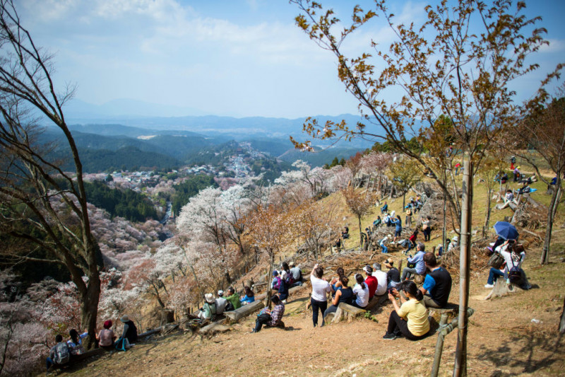 People Enjoy Cherry Blossoms In Japan