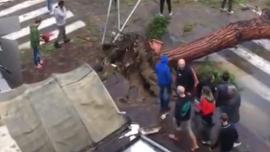 Un copac cazut pe strada, din cauza furtunilor din Italia