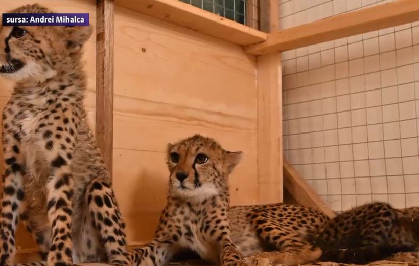 Studenti romani, salvatorii gheparzilor transformati de seicii din Golf in animale de companie