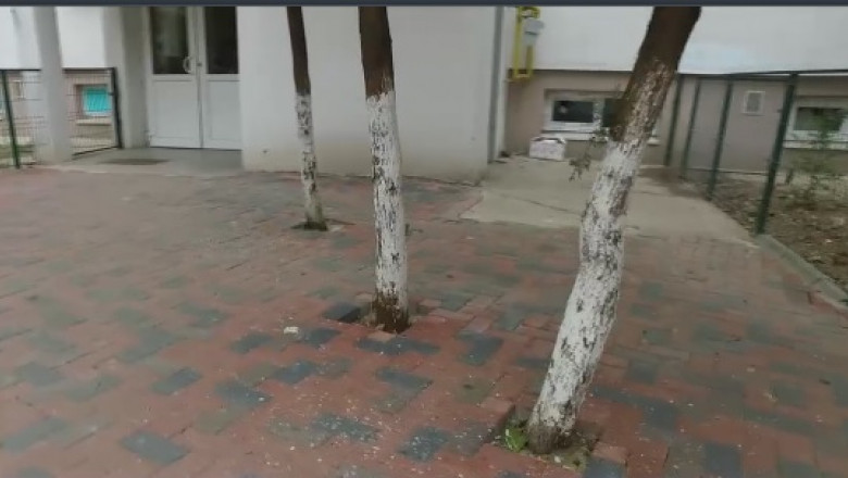 pile rail seller VIDEO. Copacii din București, sugrumați în asfalt și beton | Digi24