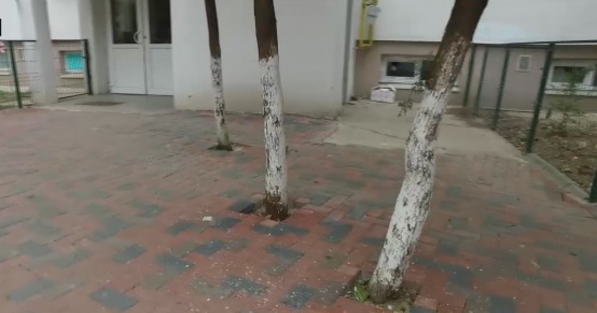Intolerable Enrichment Omitted VIDEO. Copacii din București, sugrumați în asfalt și beton | Digi24