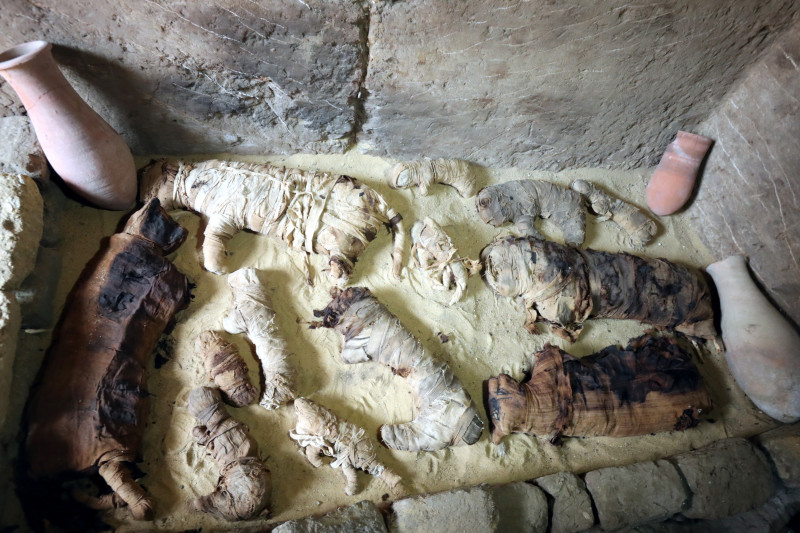 pisici mumificate cairo