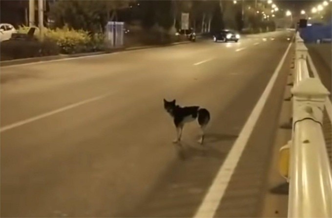 VIDEO. Un caine loial işi aşteapta stapanul in acelasi loc de 80 de zile