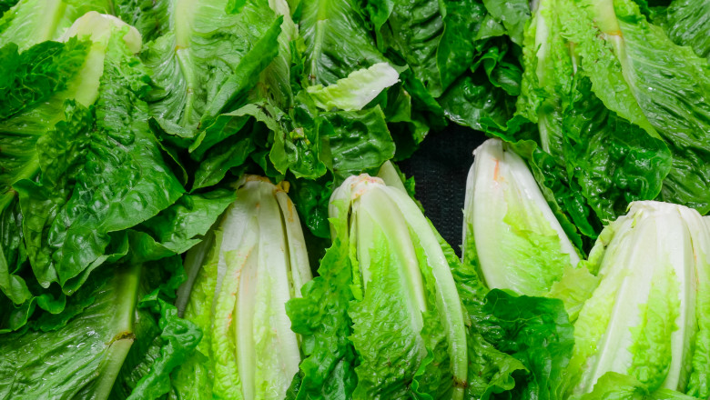 romaine lettuce salata verde_shutterstock_279924581