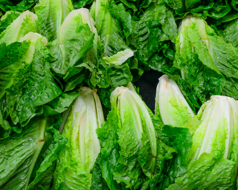 romaine lettuce salata verde_shutterstock_279924581