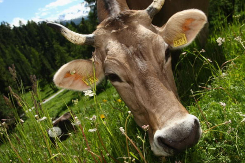 Cows Eating Grass In Switzerland
