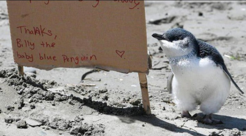 billy pinguinul - fb