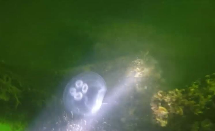 VIDEO. O noua epava descoperita in Marea Neagra, la nord de Gura Portitei