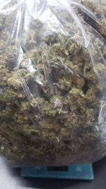 cannabis (5)