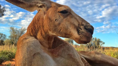 cangurul-roger-The Kangaroo Sanctuary Alice Springs