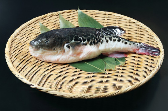 peste-fugu