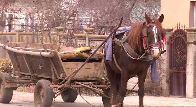 VIDEO Cruzime fara margini. Iapa gestanta ucisa de propriul stapan pentru ca nu mai putea sa traga caruta