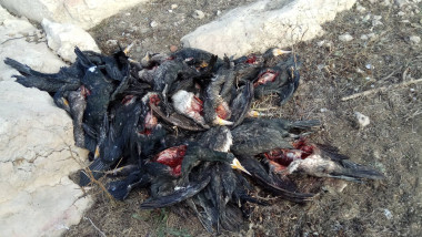 cormorani morti