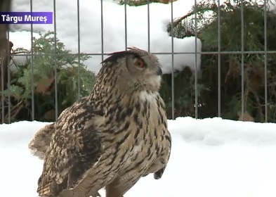 Bubo Bubo, o bufnita care i-a terorizat pe olandezi, a fost trimisa la reeducare in Romania