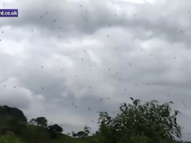 VIDEO. Imagini terifiante. "Ploaie de păianjeni" în Brazilia