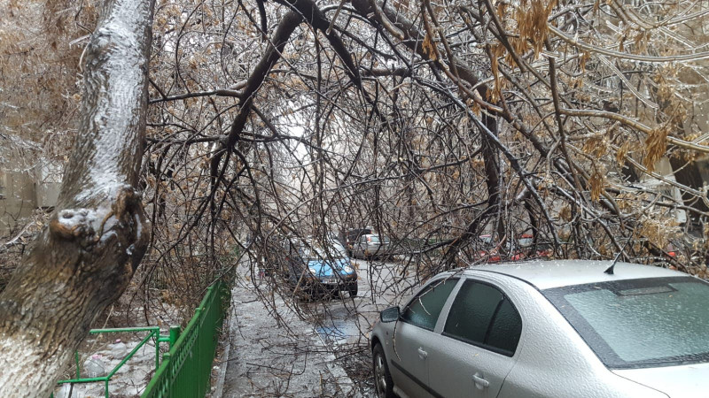 Copac cazut masini Str Motoc Sect 5 260119 (1)