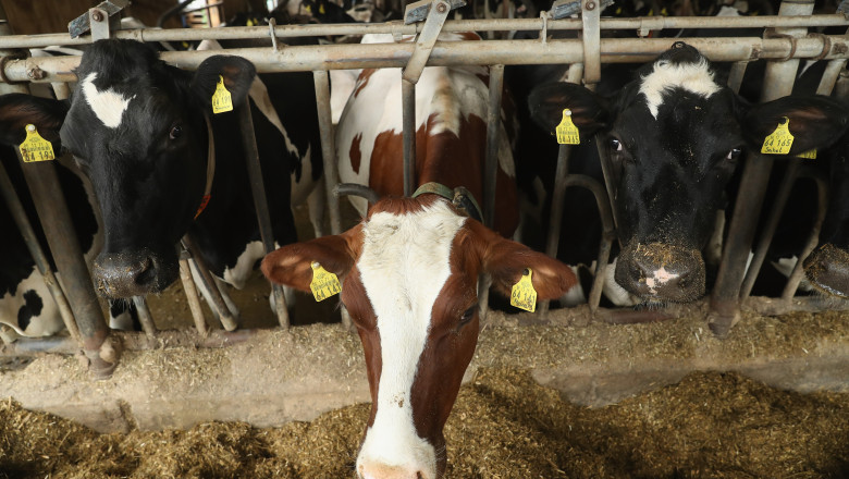 German Dairy Farmers Struggle With Falling Milk Prices