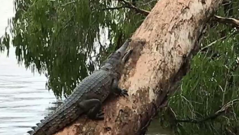 crocodili australia