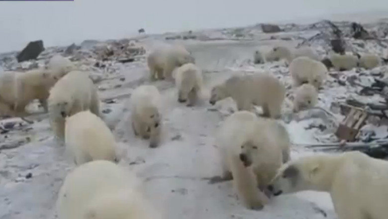 ursi polari rusia
