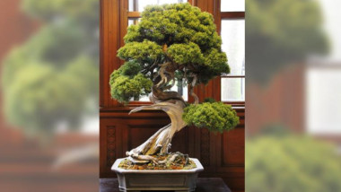 bonsai