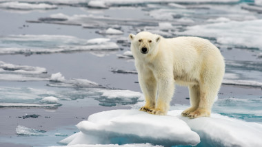 urs polar incalzire globala