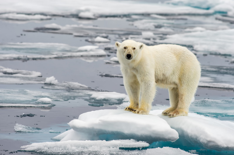 urs polar incalzire globala