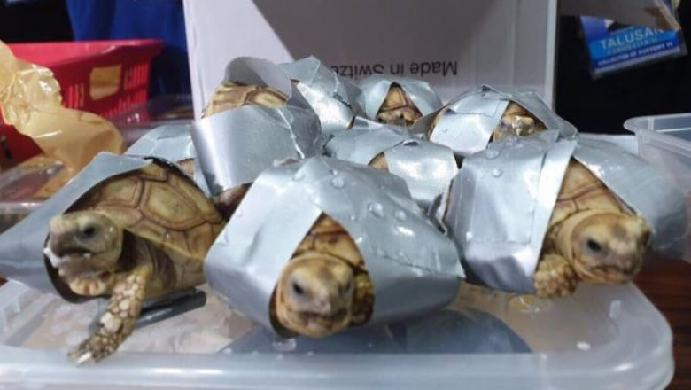 Top 10 curiozităţi despre broasca ţestoasă | ardealproducts.ro