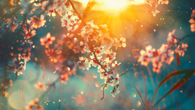 primavara, copac, flori, soare