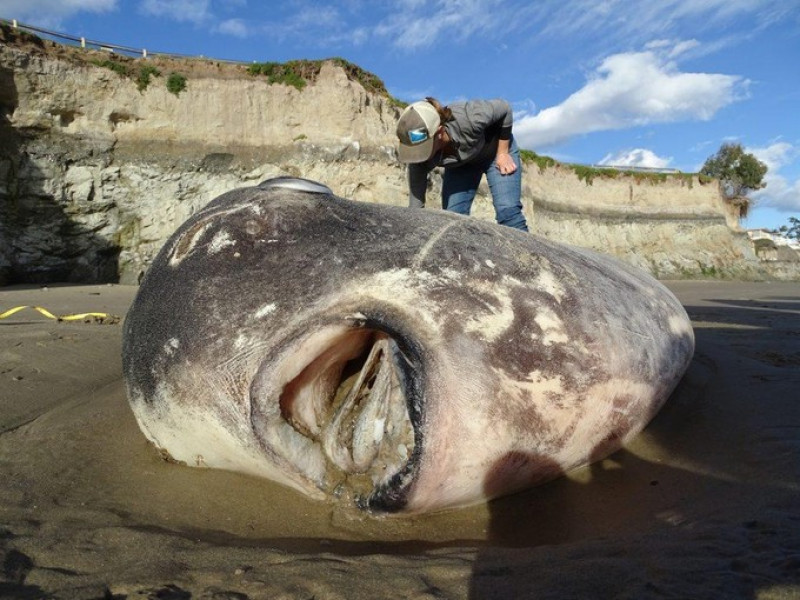 Un Pește Ciudat Nemaivăzut In Statele Unite A Eșuat Pe O Plajă