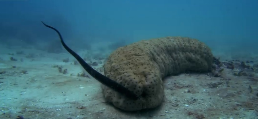 O planeta amuzanta. Cum convietuieste o specie de peste intr-o alta vietate marina