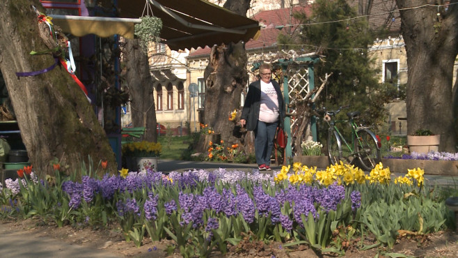 flori parc Oradea3