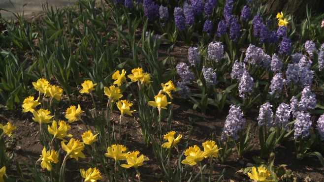 flori parc Oradea2