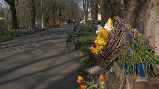 flori parc Oradea5