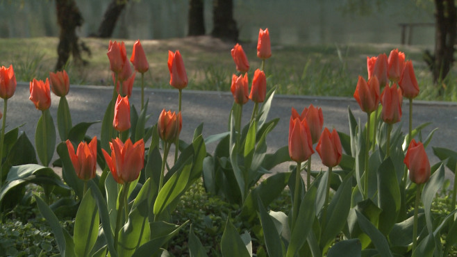 flori parc Oradea9