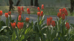 flori parc Oradea9