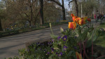 flori parc Oradea15
