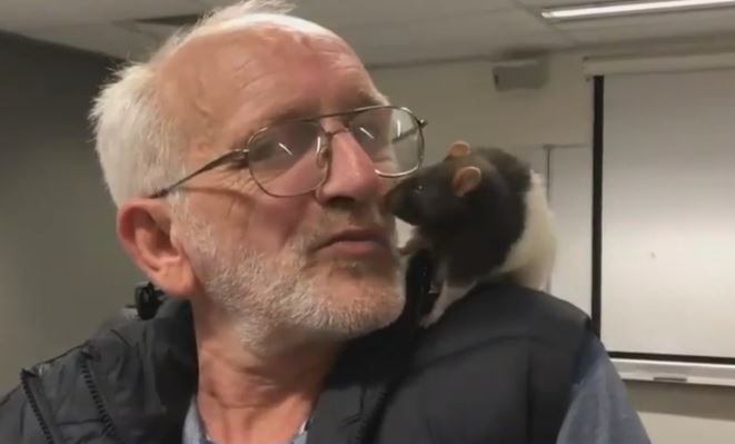 Un om al strazii si-a recuperat animalul de companie, un sobolan, cu ajutorul politiei