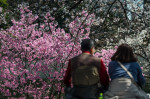 People Enjoy Cherry Blossom In Tokyo