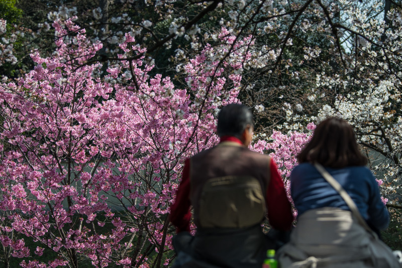 People Enjoy Cherry Blossom In Tokyo