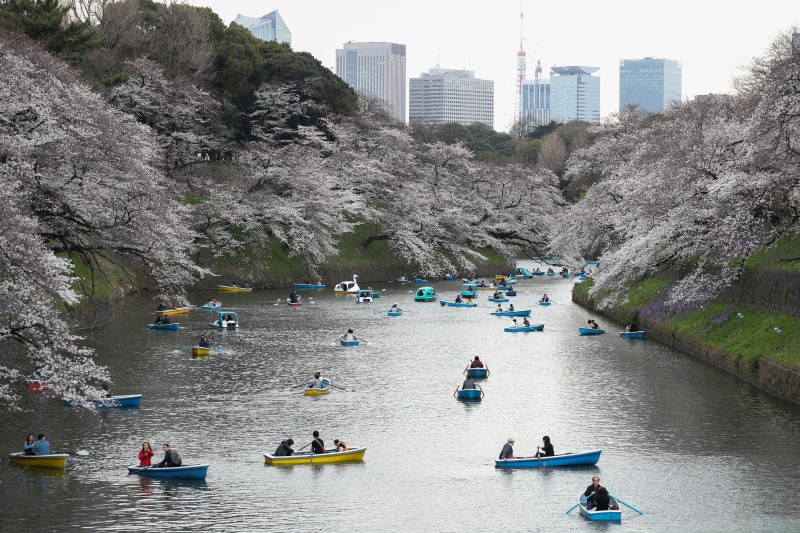 Cherry Blossom Season Arrives In Tokyo