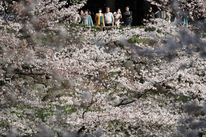 Cherry Blossom Season Arrives In Tokyo