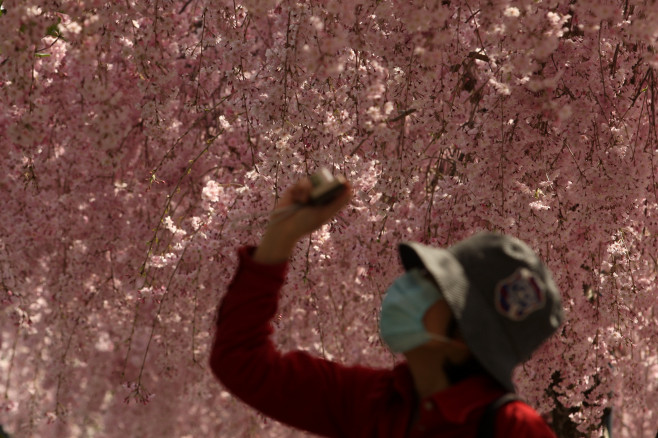 Cherry Blossom In Full Bloom In Kyoto