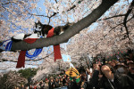Cherry Blossoms Are In Full Bloom In Tokyo