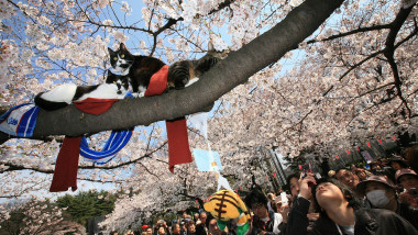 pisici in ciresi infloriti sakura japonia