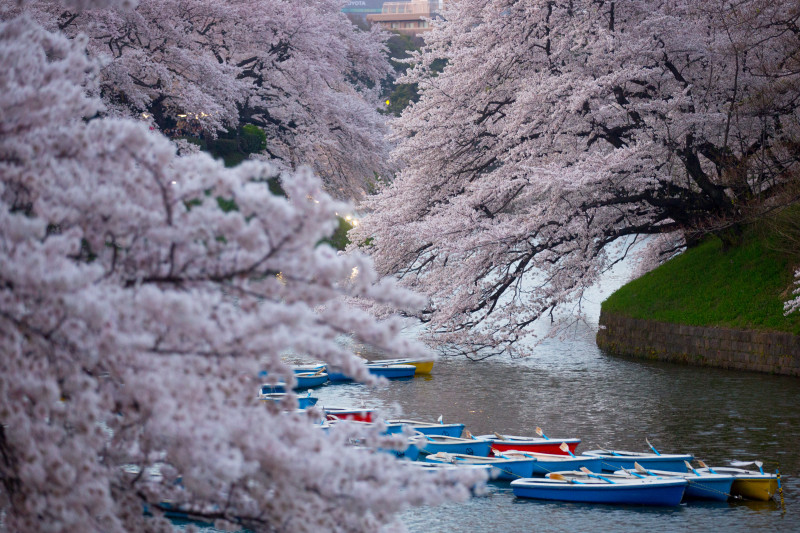 People Enjoy Cherry Blossom In Japan