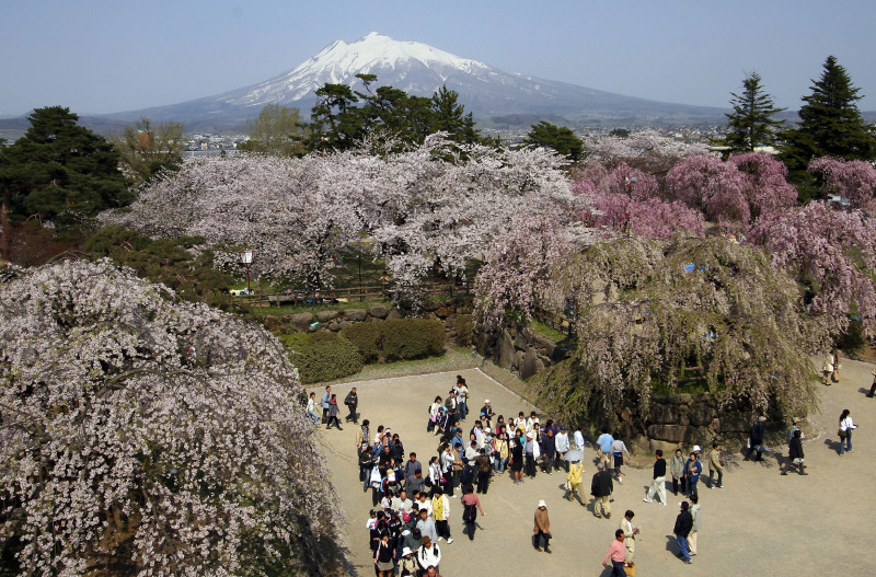 festival cireși înfloriți, Japonia